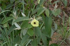 Decaschistia crotonifolia